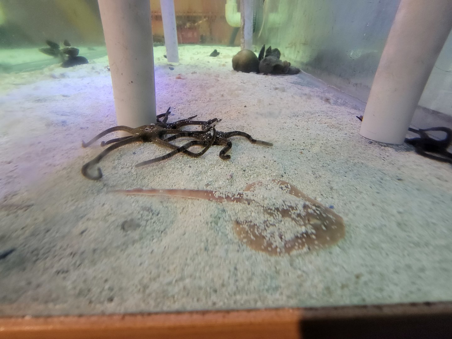 Save the Bay 7/22 - Baby little skate Leucoraja erinacea and green brittle stars Ophioderma brevispina