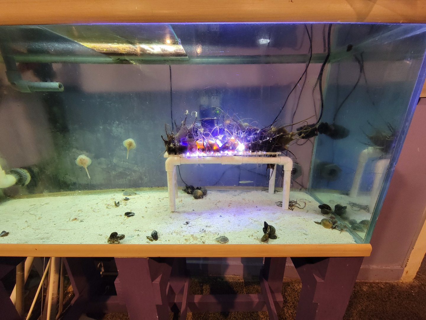 Save the Bay 7/22 - Baby skate tank