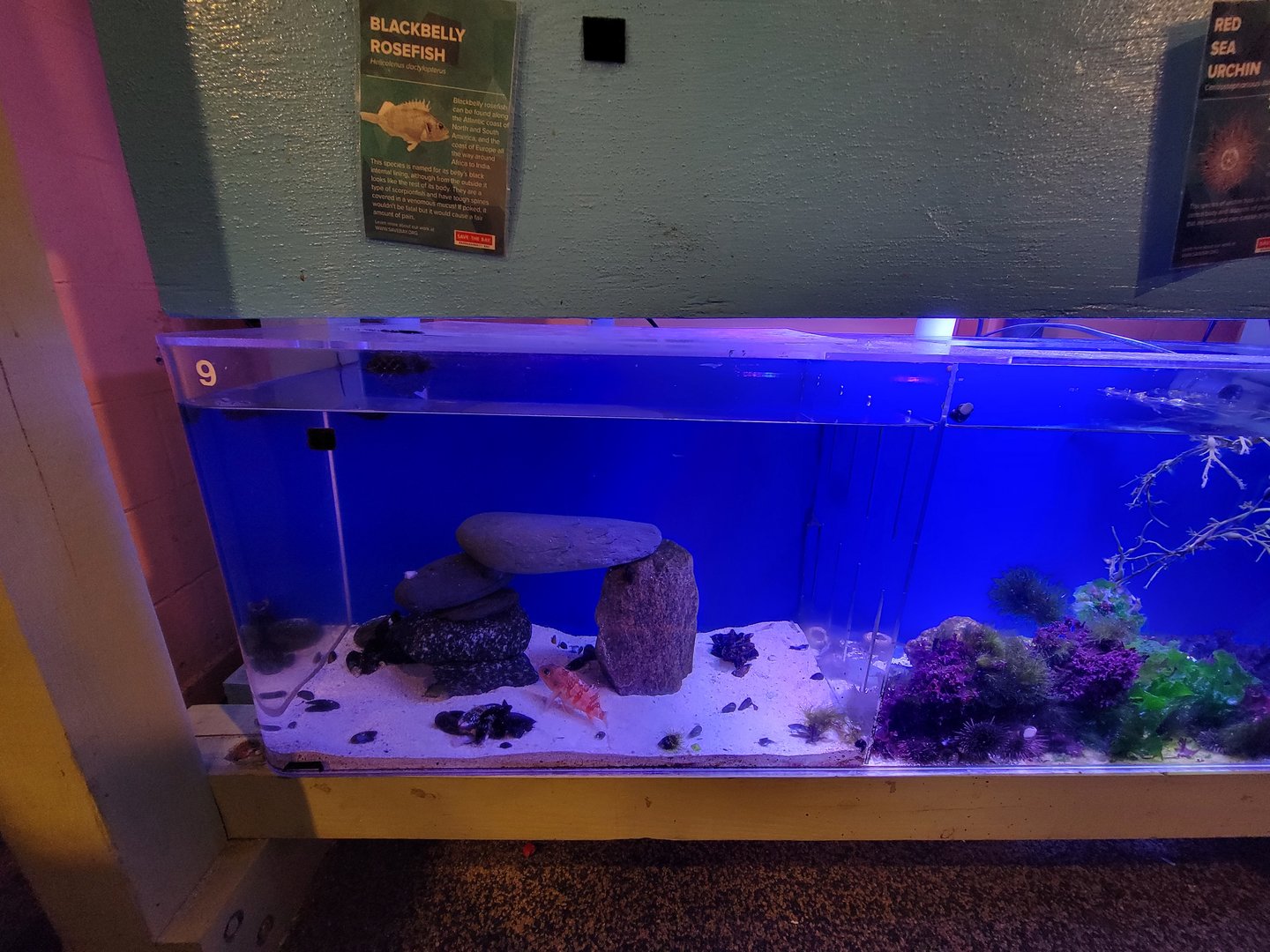 Save the Bay 7/22 - Bluemouth rockfish, Helicolenus dactylopterus, next to urchin tank