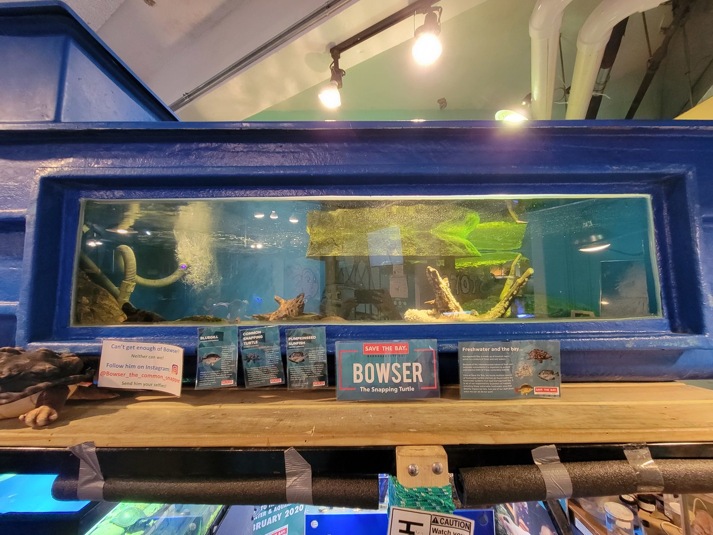 Save the Bay 7/22 - Bowser the common snapping turtle