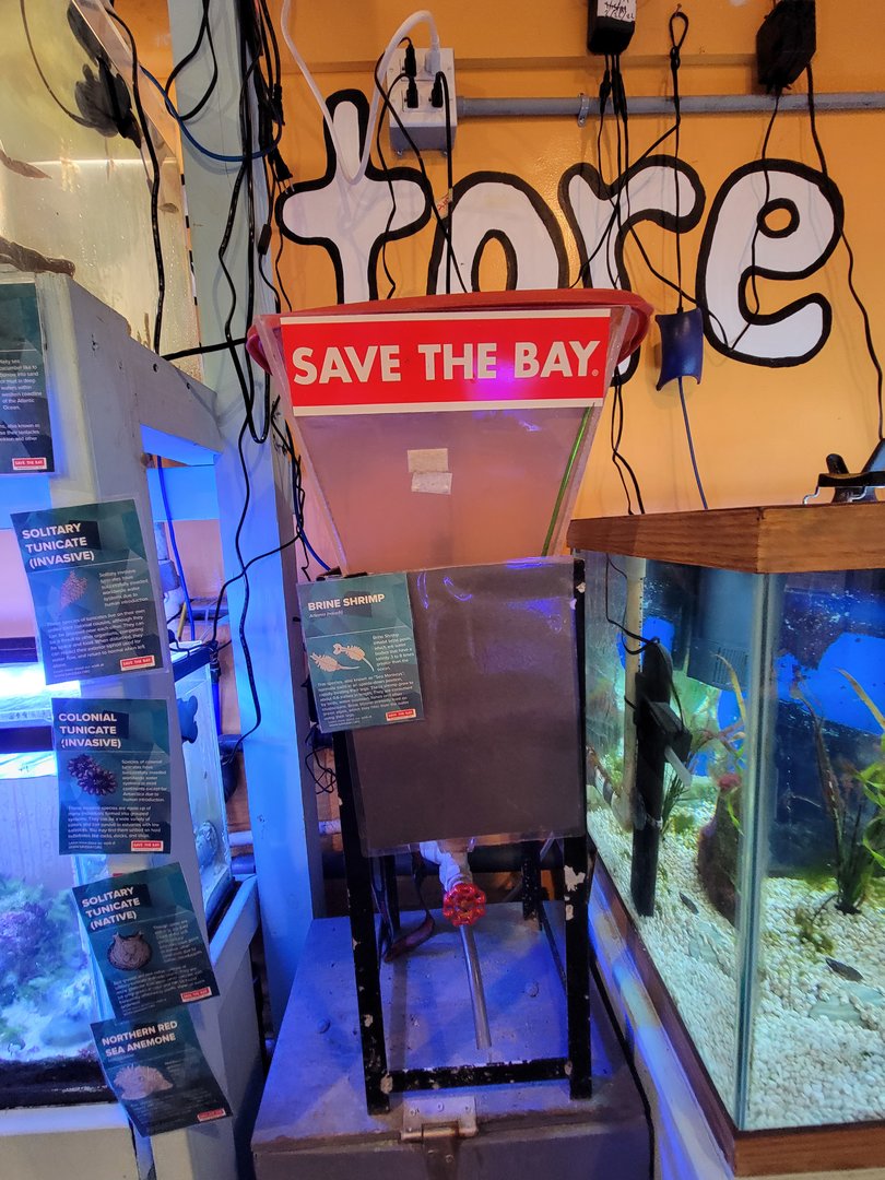 Save the Bay 7/22 - Brine shrimp