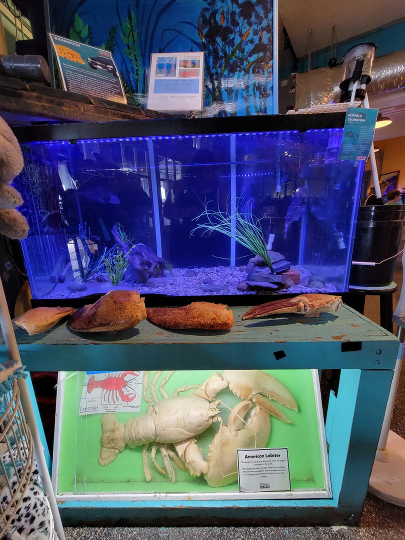 Save the Bay 7/22 - Buffalo trunkfish, Lactophrys trigonus