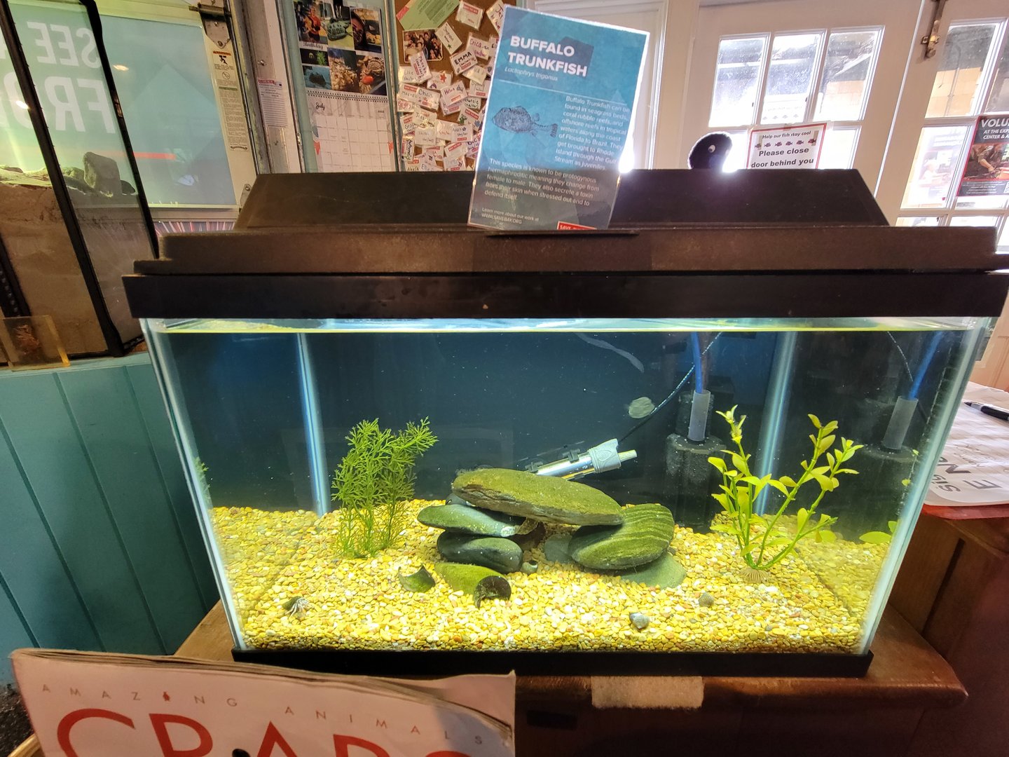 Save the Bay 7/22 - Buffalo trunkfish, Lactophrys trigonus