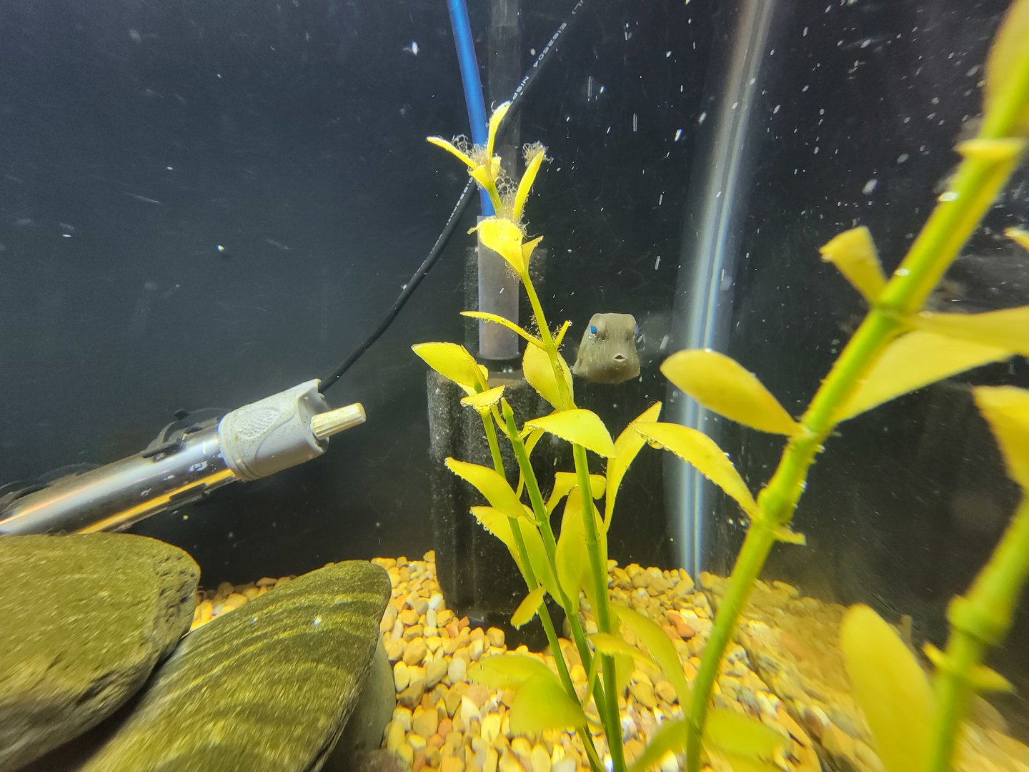 Save the Bay 7/22 - Buffalo trunkfish, Lactophrys trigonus