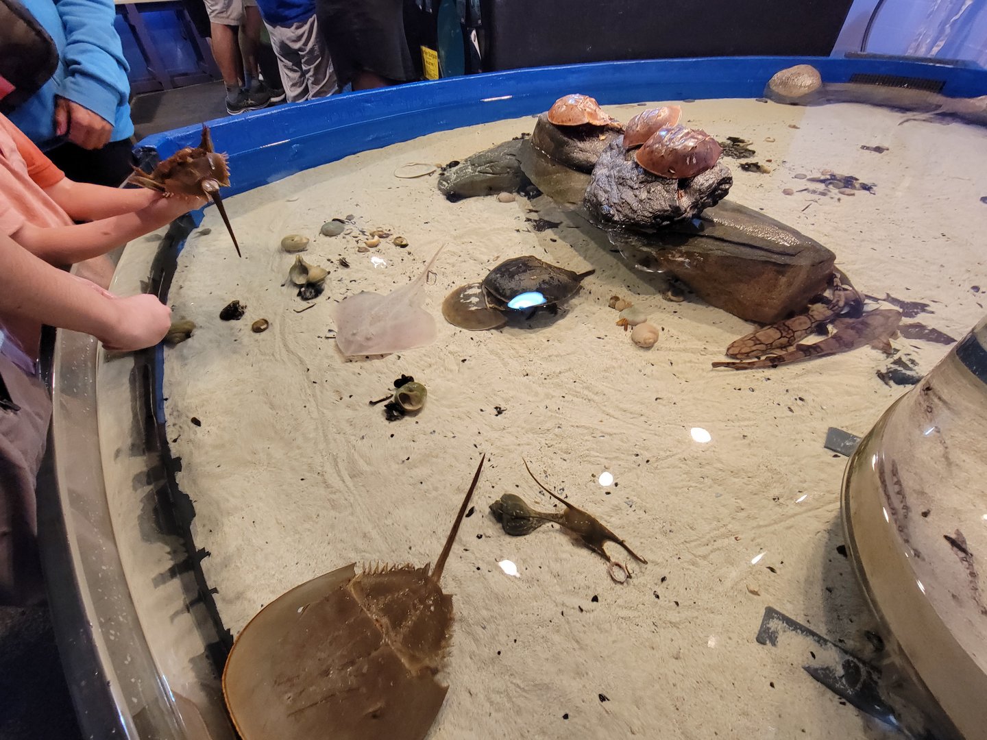 Save the Bay 7/22 - Catshark touch tank