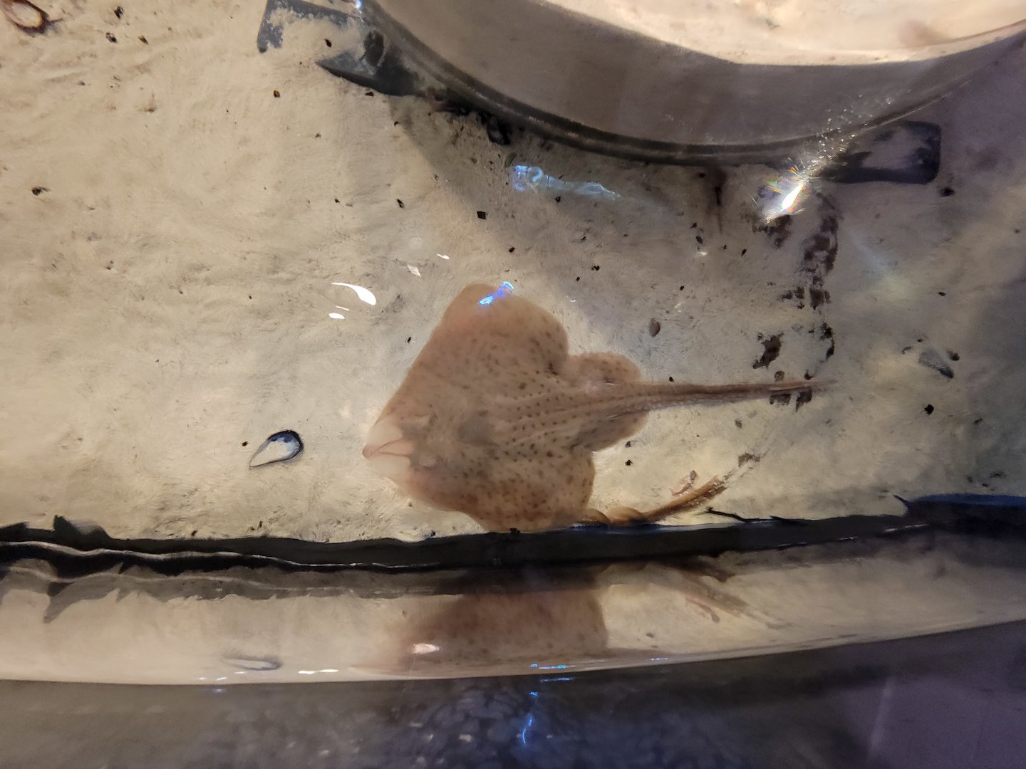 Save the Bay 7/22 - Clearnose skate, Raja eglanteria