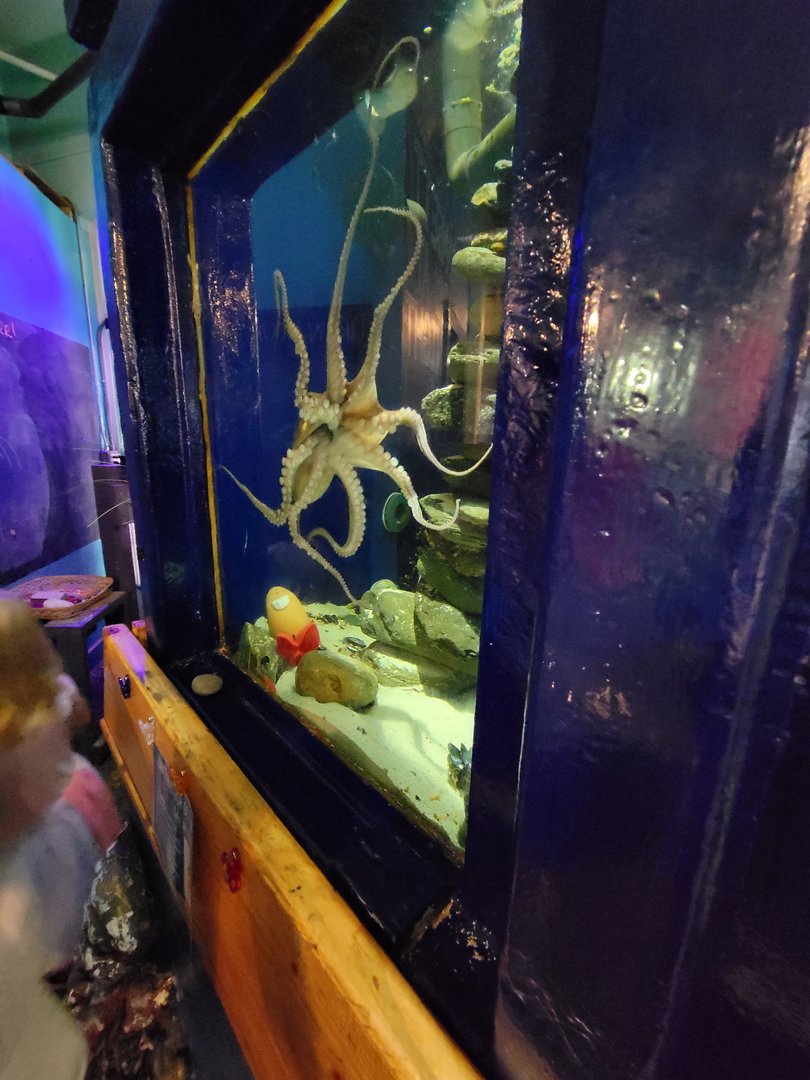 Save the Bay 7/22 - Common octopus, Octopus vulgaris