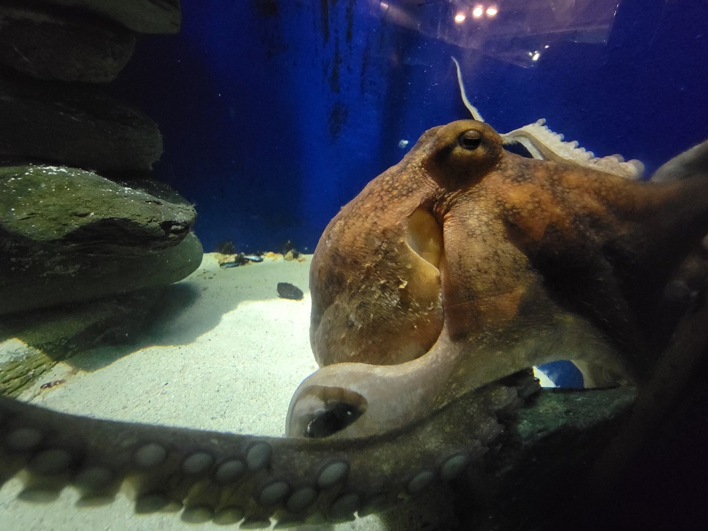 Save the Bay 7/22 - Common octopus, Octopus vulgaris