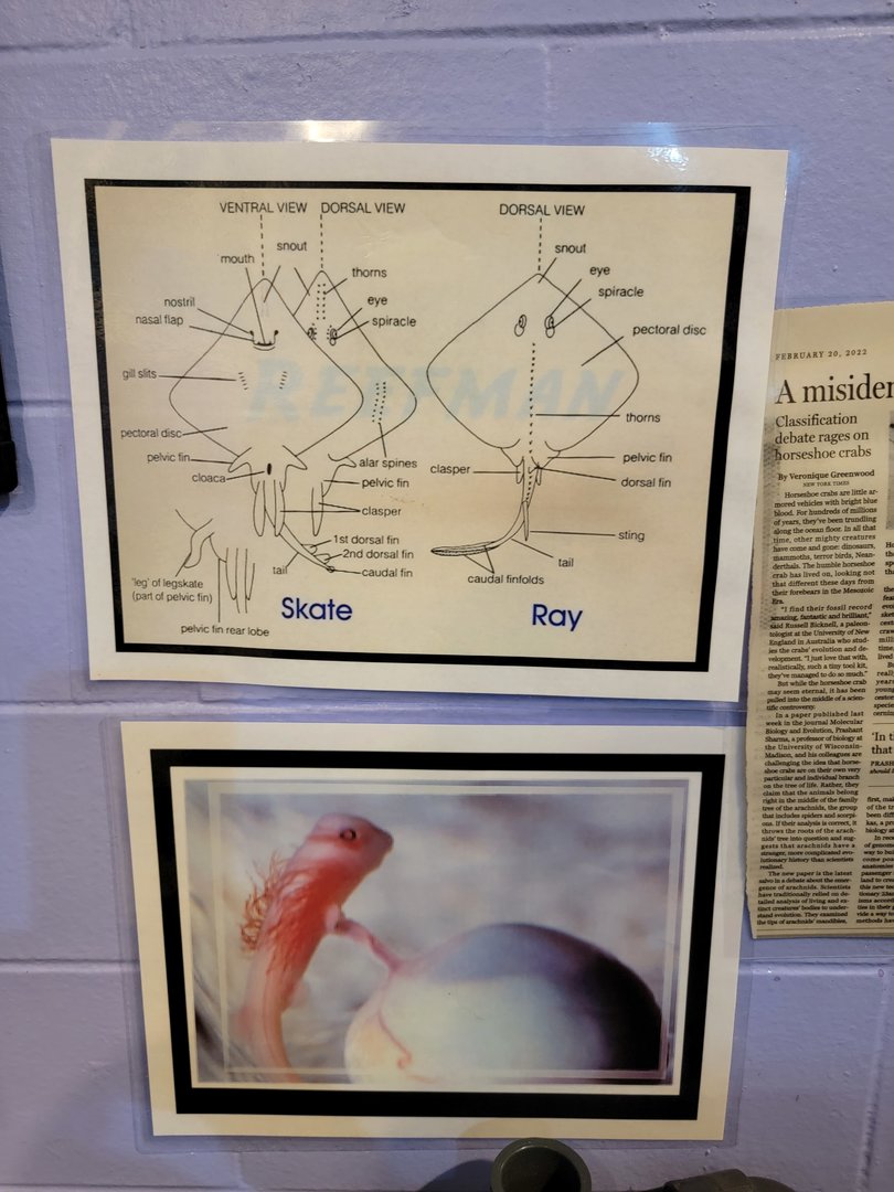 Save the Bay 7/22 - Diagram of skates vs rays