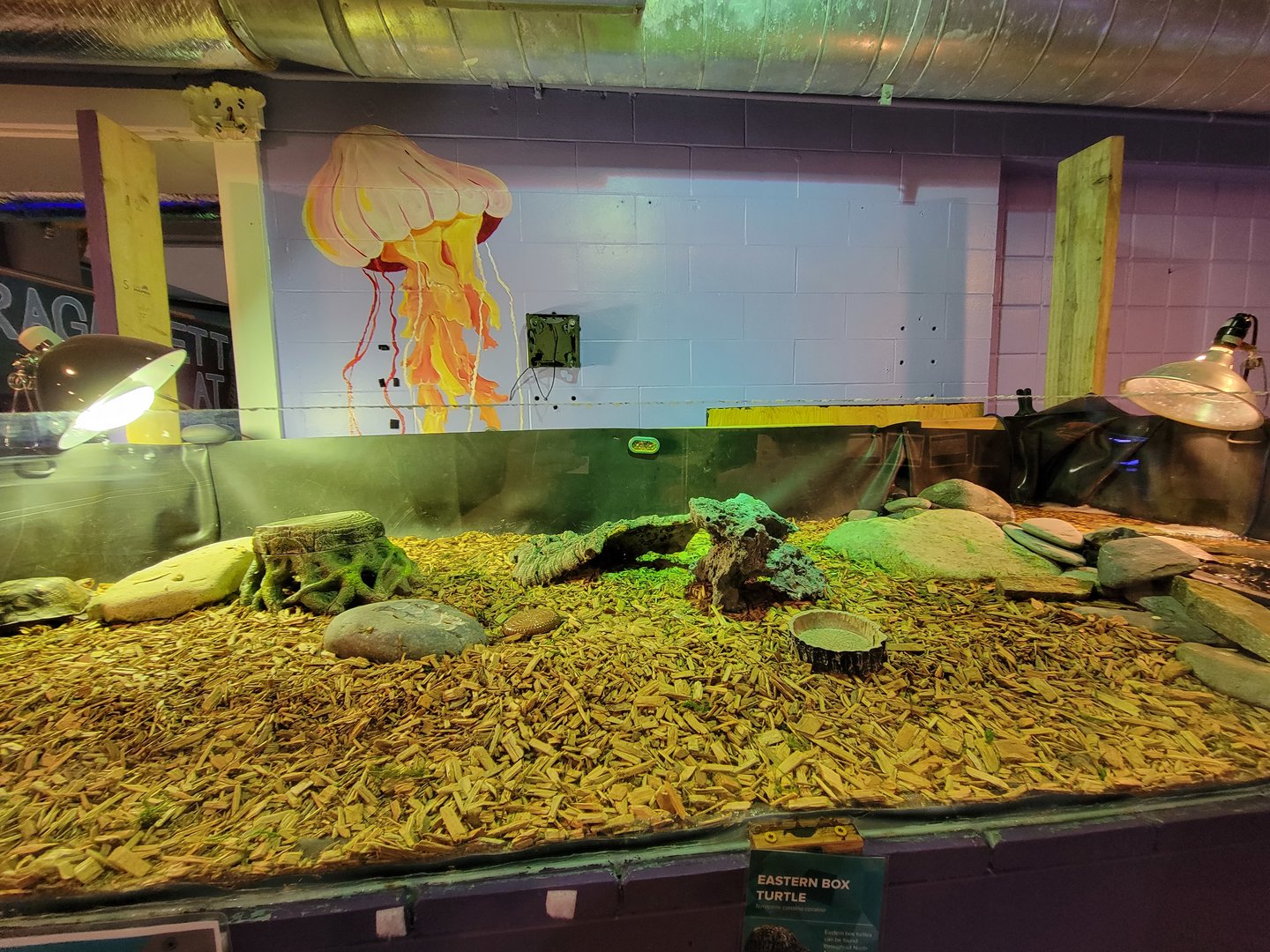 Save the Bay 7/22 - Eastern box turtles, Terrapene carolina carolina