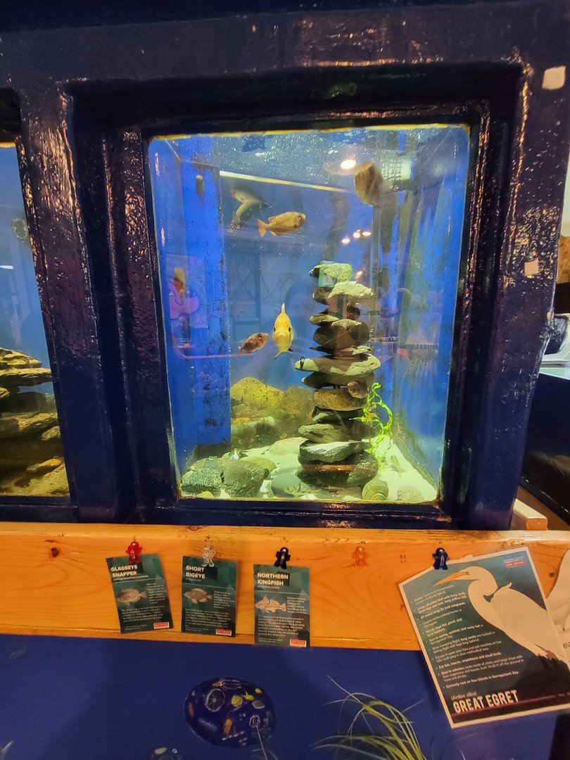 Save the Bay 7/22 - Glasseye snapper Heteropriacanthus cruentatus, short bigeye Pristigenys alta, Northern kingfish Menticirrhus saxatilis