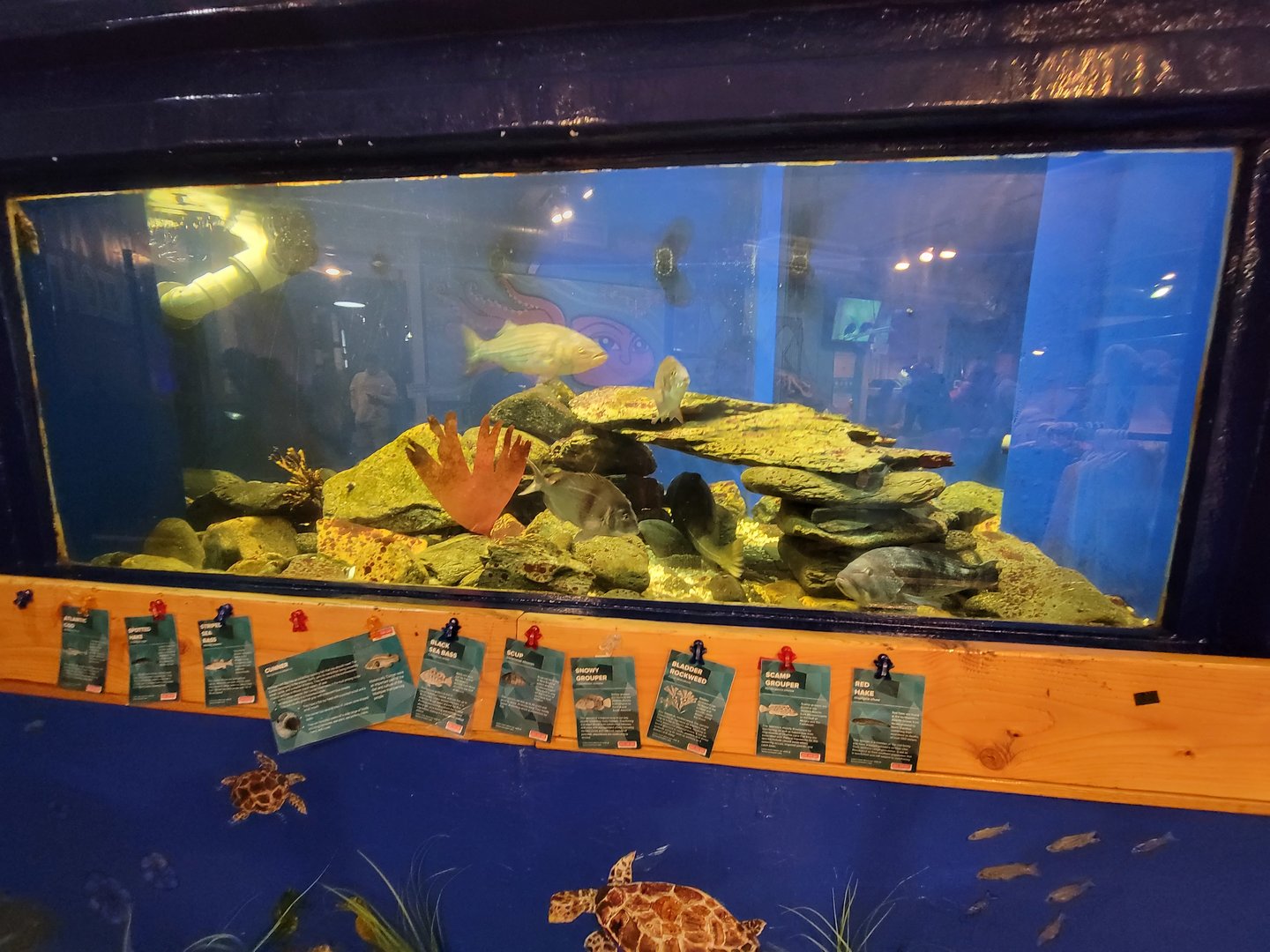 Save the Bay 7/22 - Group tank, species in comments