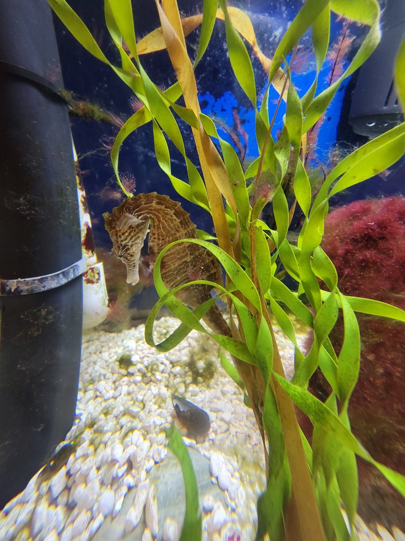 Save the Bay 7/22 - Lined seahorse, Hippocampus erectus,