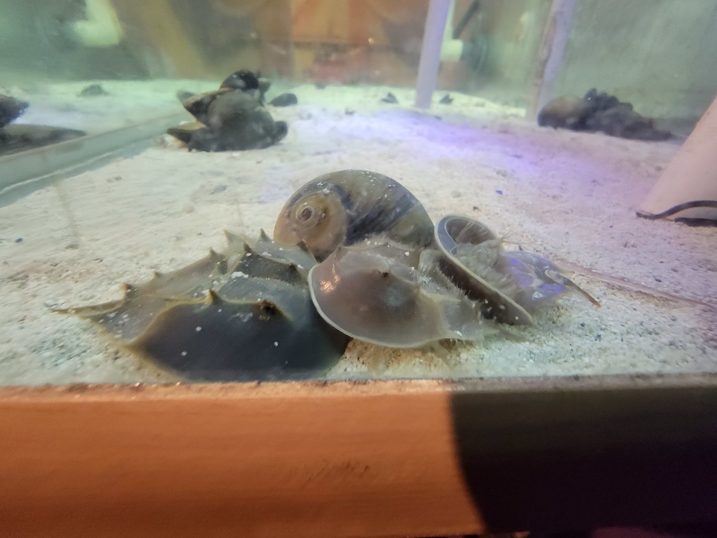 Save the Bay 7/22 - Newborn Atlantic horseshoe crabs,  Limulus polyphemus