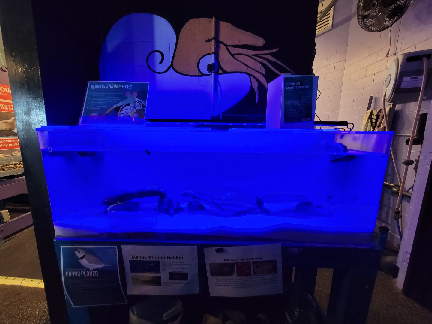 Save the Bay 7/22 - Nocturnal area / common mantis shrimp, Pseudosquilla ciliata