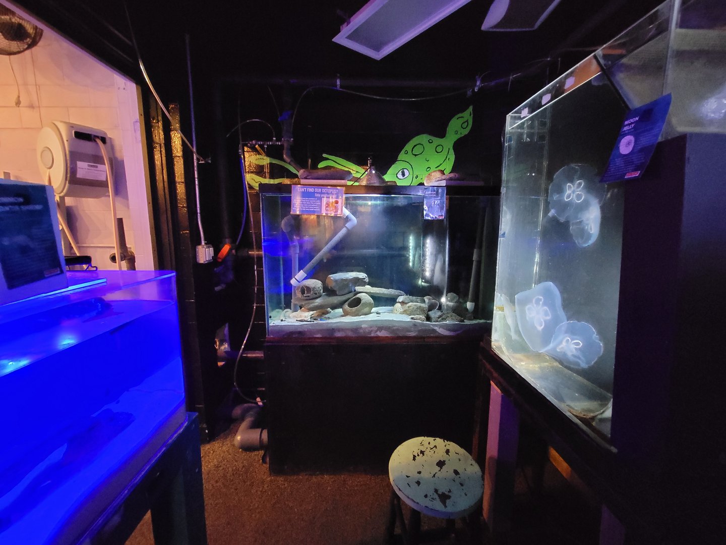 Save the Bay 7/22 - Nocturnal area / common octopus, Octopus vulgaris