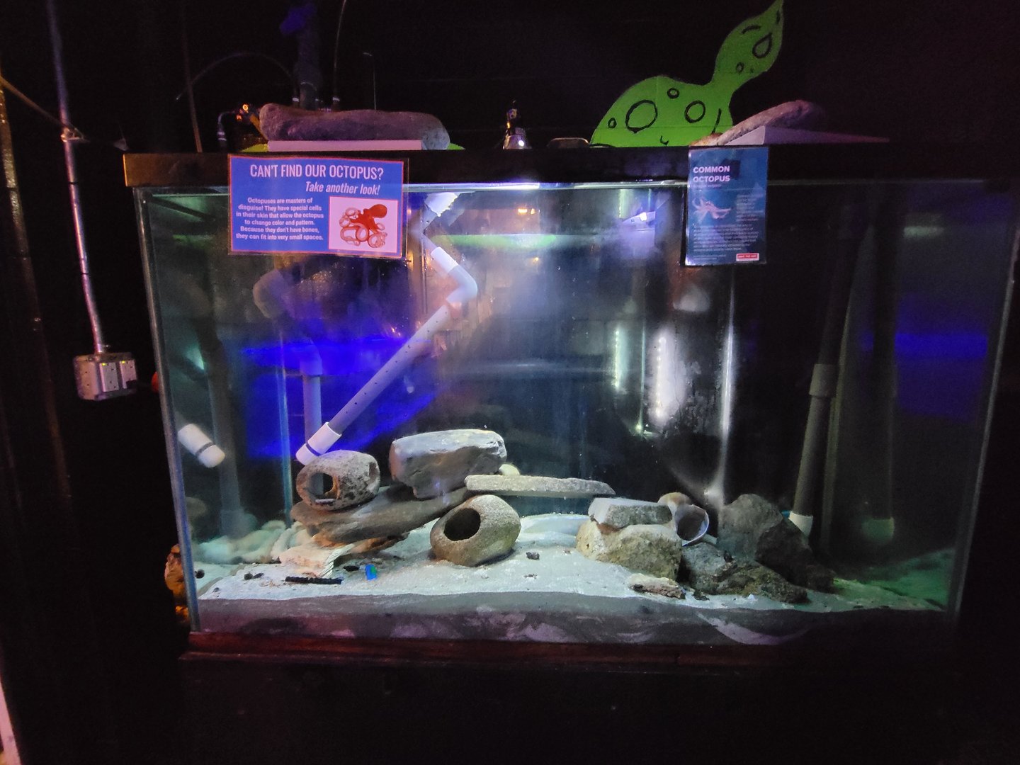 Save the Bay 7/22 - Nocturnal area / common octopus, Octopus vulgaris