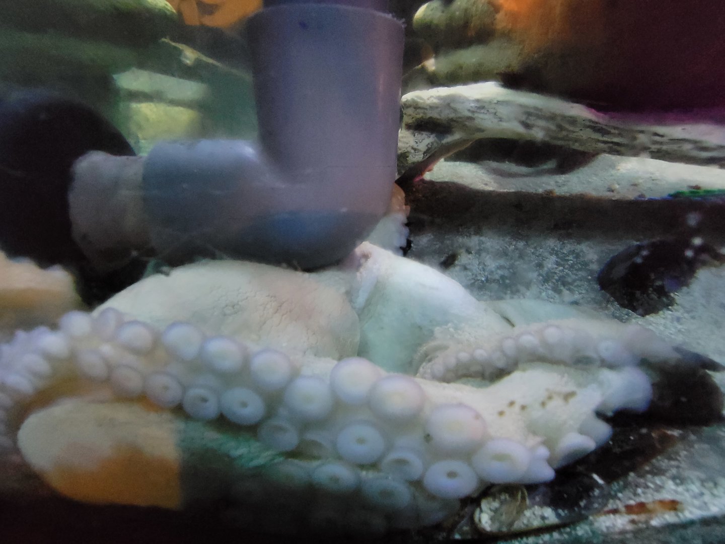 Save the Bay 7/22 - Nocturnal area / common octopus, Octopus vulgaris