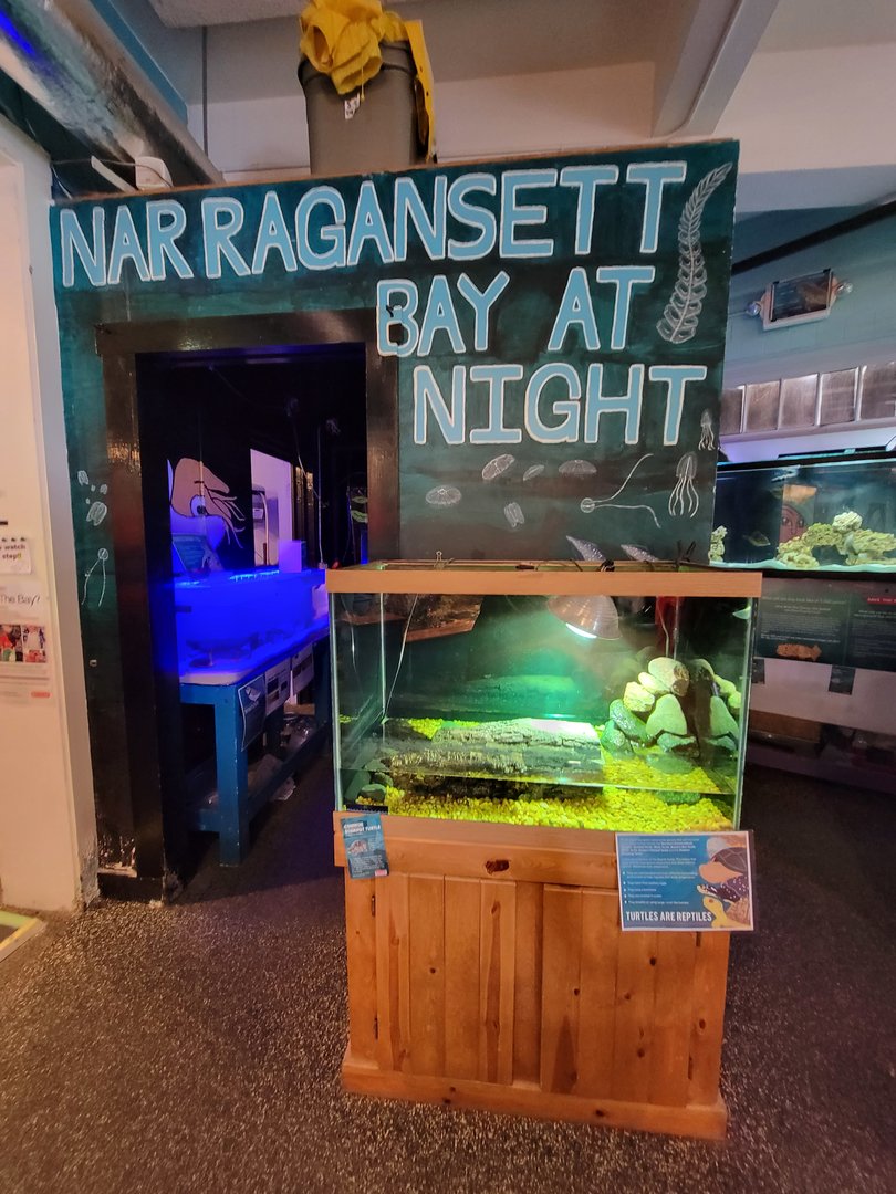 Save the Bay 7/22 - Nocturnal area / Common stinkpot turtle, Sternotherus odoratus