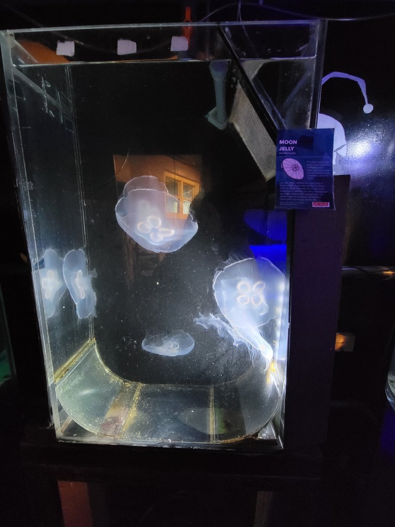 Save the Bay 7/22 - Nocturnal area / moon jellies