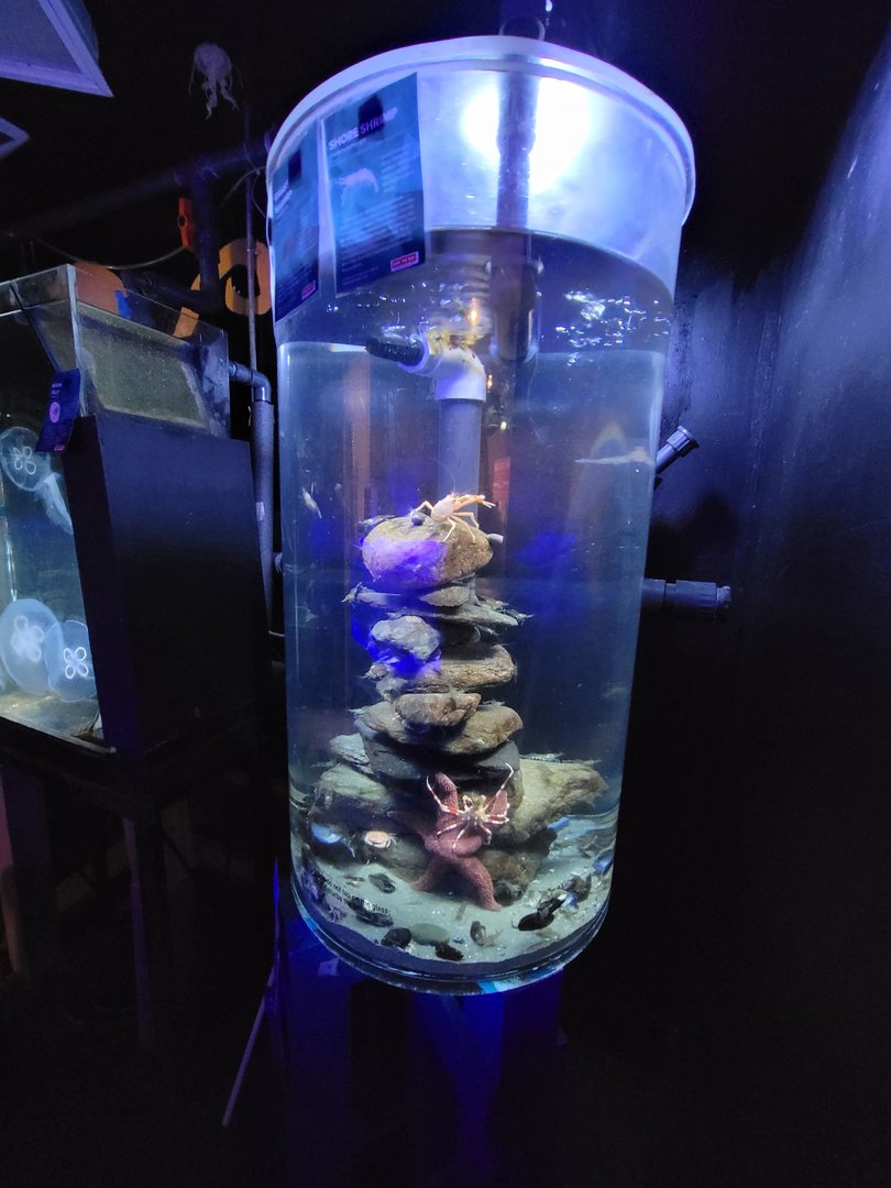 Save the Bay 7/22 - Nocturnal area / Unknown crustaceans tank