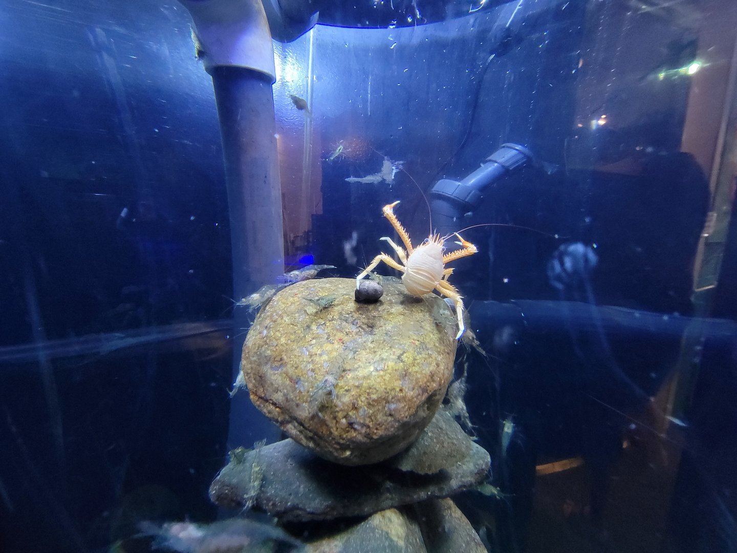 Save the Bay 7/22 - Nocturnal area / Unknown crustaceans tank