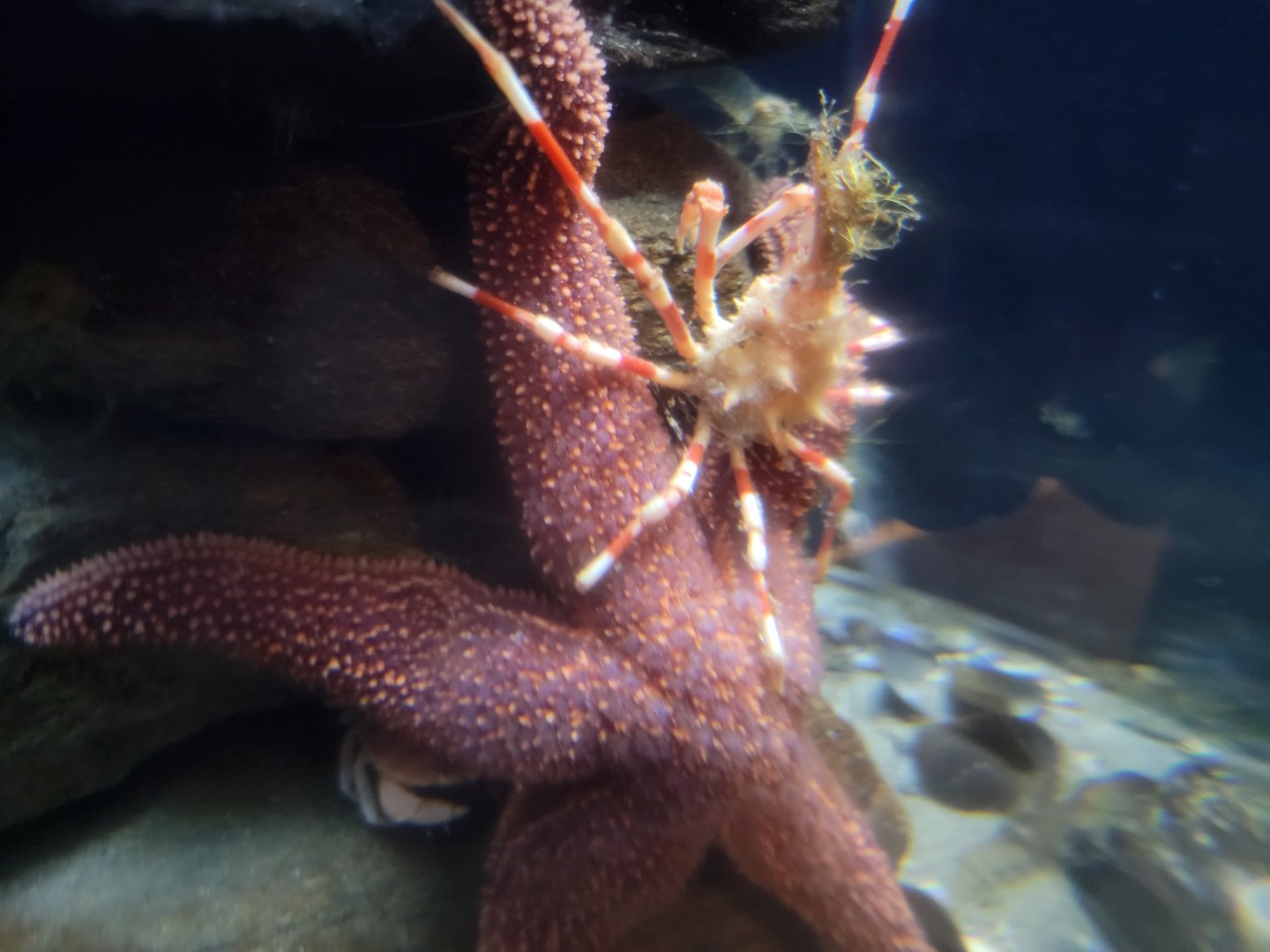 Save the Bay 7/22 - Nocturnal area / Unknown crustaceans tank