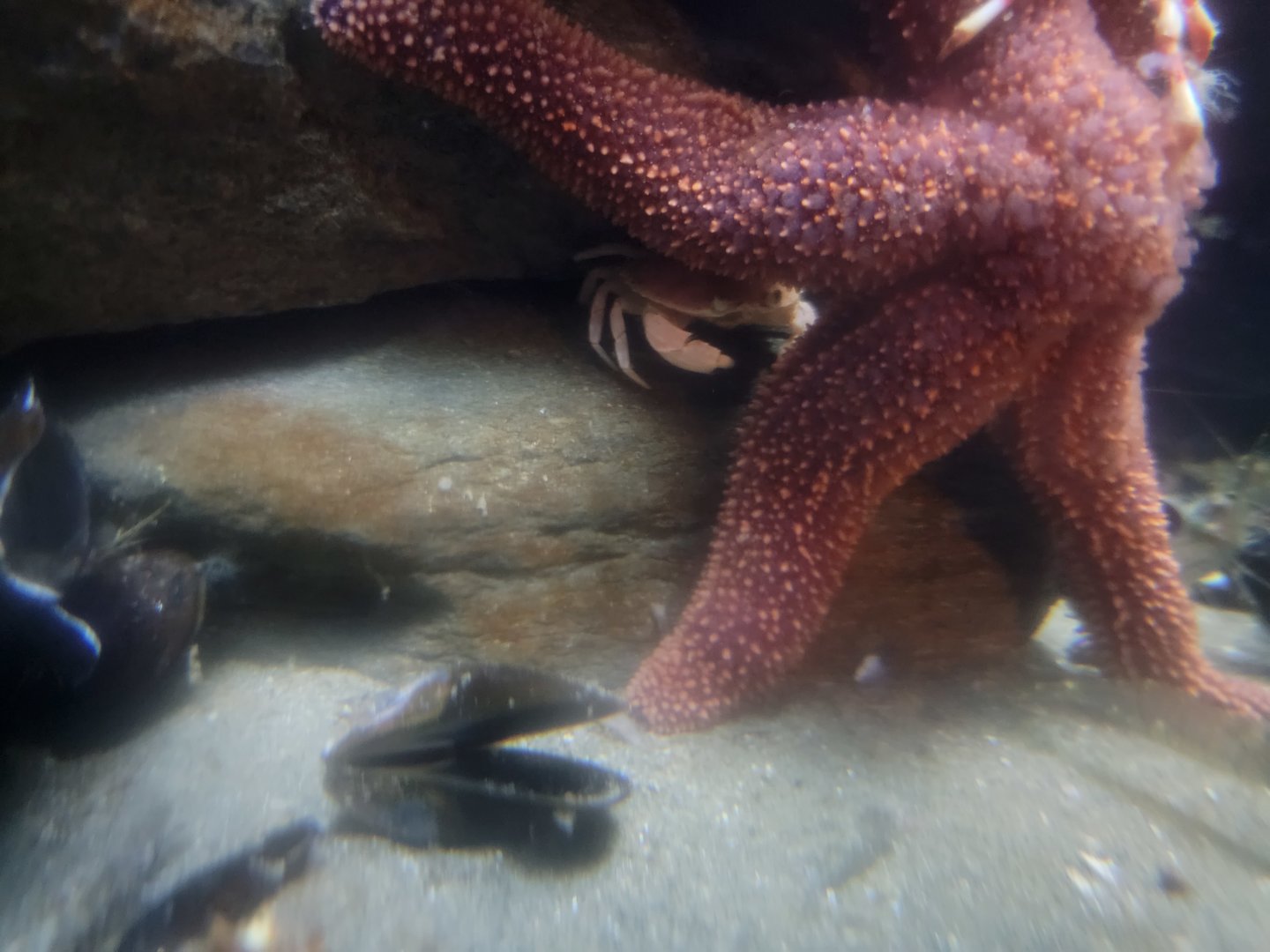 Save the Bay 7/22 - Nocturnal area / Unknown crustaceans tank