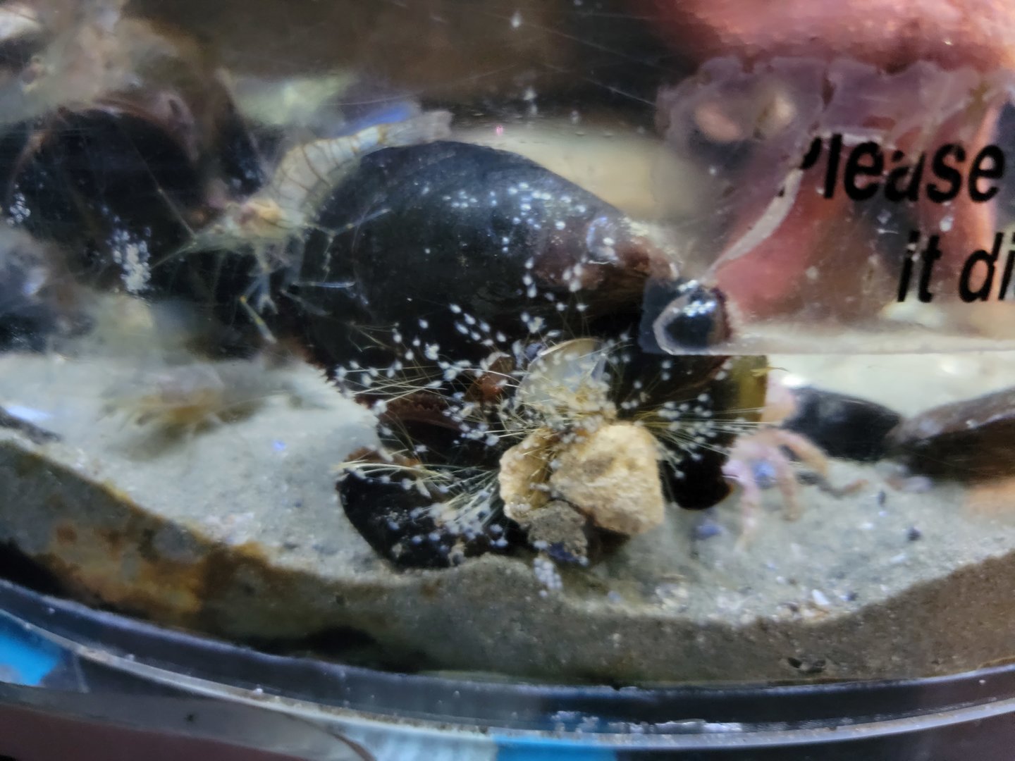 Save the Bay 7/22 - Nocturnal area / Unknown crustaceans tank