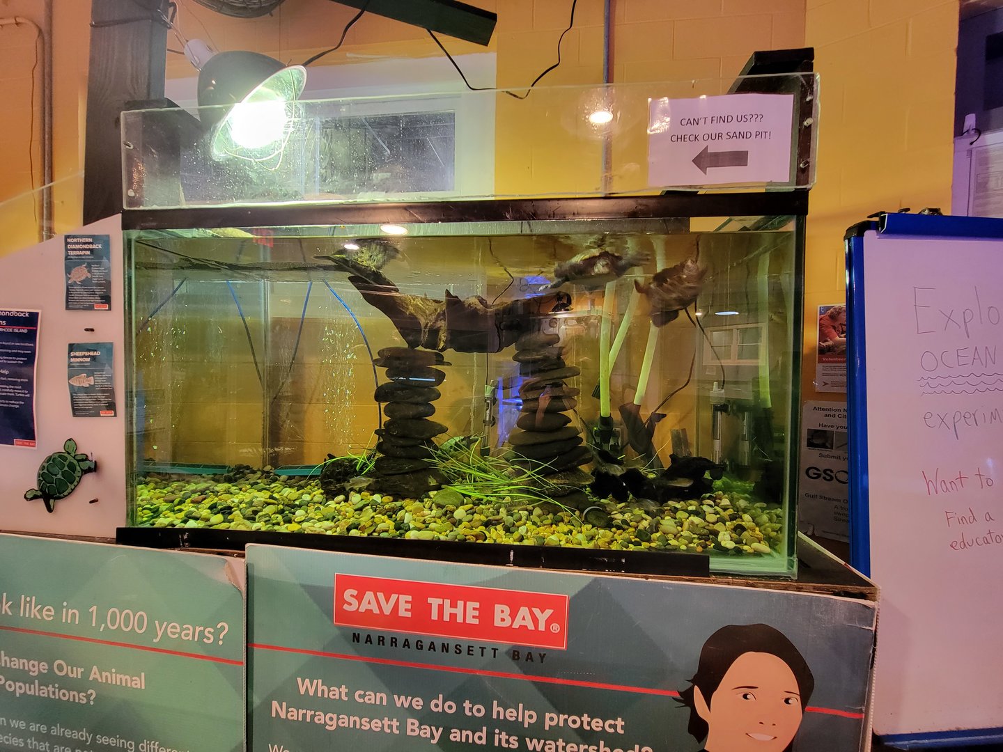 Save the Bay 7/22 - Northern diamondback terrapin, Malaclemys terrapin terrapin