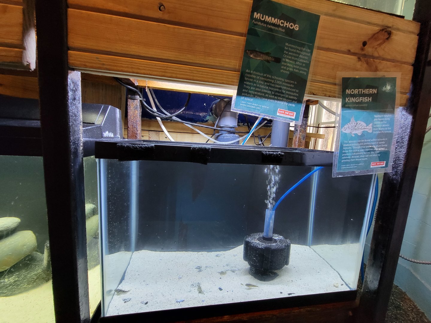 Save the Bay 7/22 - Northern kingfish Menticirrhus saxatilis, mummichog Fundulus heteroclitus