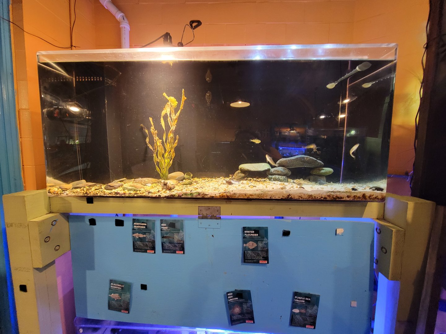 Save the Bay 7/22 - Northern searobin Prionotus carolinus, red hake Urophycis chuss, winter flounder Pseudopleuronectes americanus