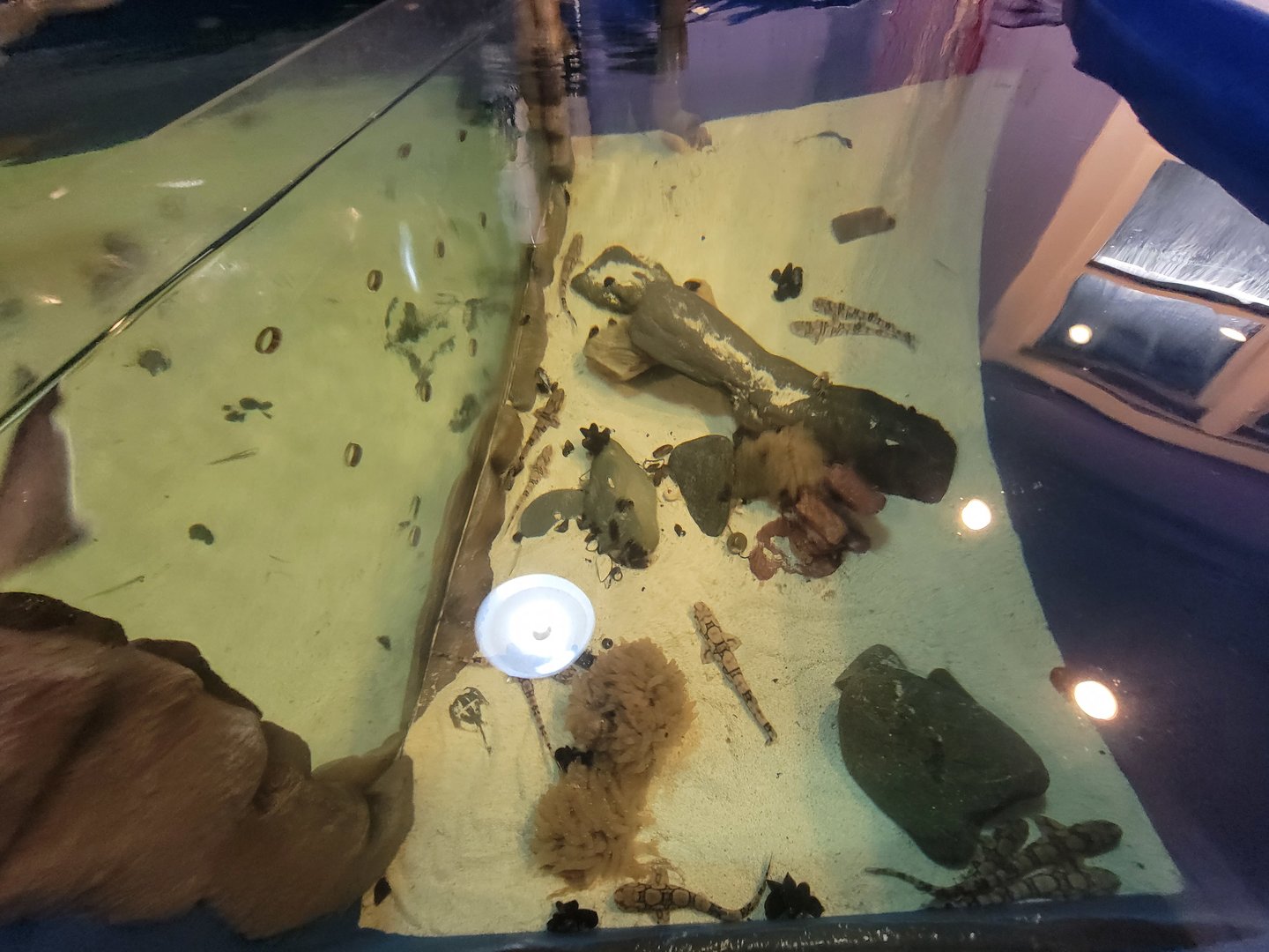 Save the Bay 7/22 - Northern stargazer, Astroscopus guttatus, and chain catsharks, Scyliorhinus retifer