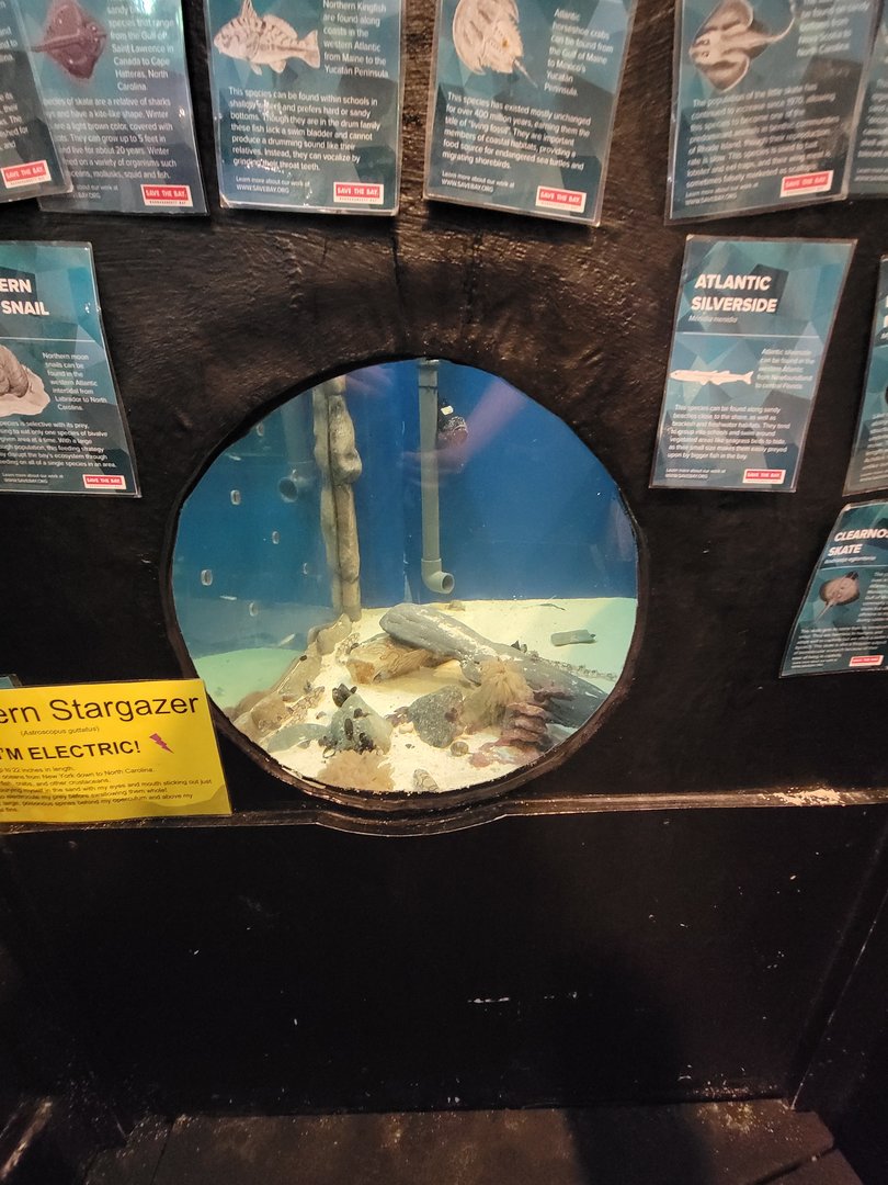 Save the Bay 7/22 - Northern stargazer tank, Astroscopus guttatus