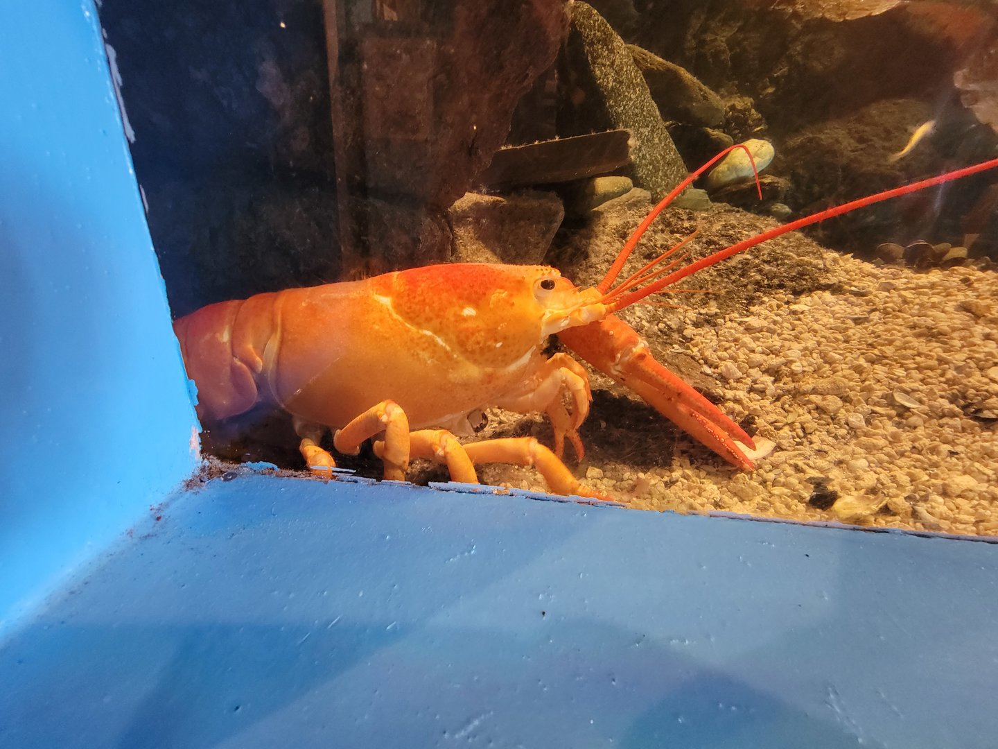 Save the Bay 7/22 - orange American lobster