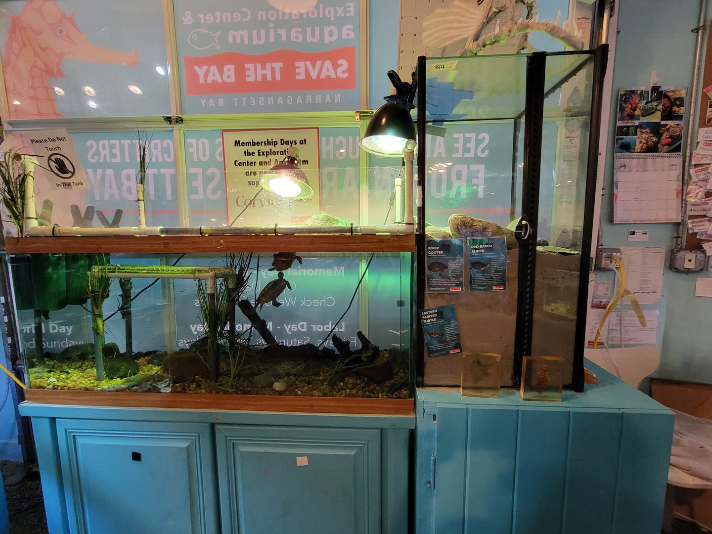 Save the Bay 7/22 - Pond turtles