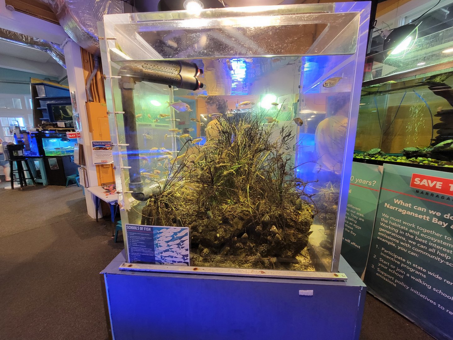 Save the Bay 7/22 - Salt marsh tank