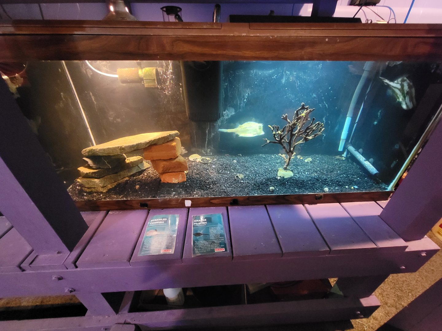 Save the Bay 7/22 - Scrawled cowfish Acanthostracion quadricornis, young orange filefish Aluterus schoepfii