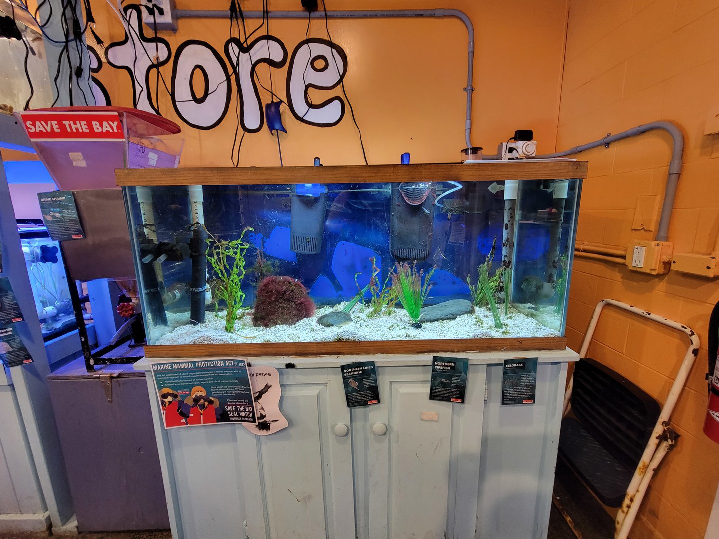 Save the Bay 7/22 - Seahorse tank