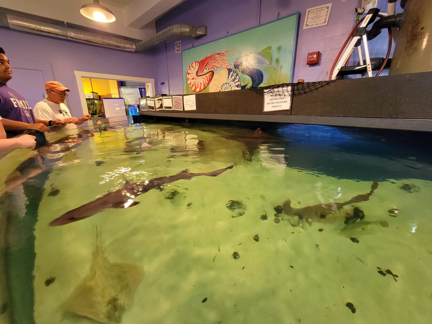 Save the Bay 7/22 - Smooth dogfish Mustelus canis, barndoor skate Dipturus laevis