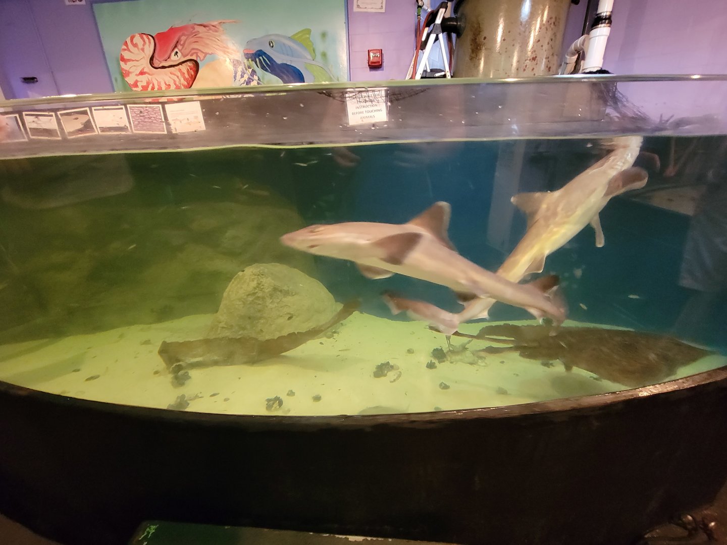 Save the Bay 7/22 - Smooth dogfish Mustelus canis, barndoor skate Dipturus laevis