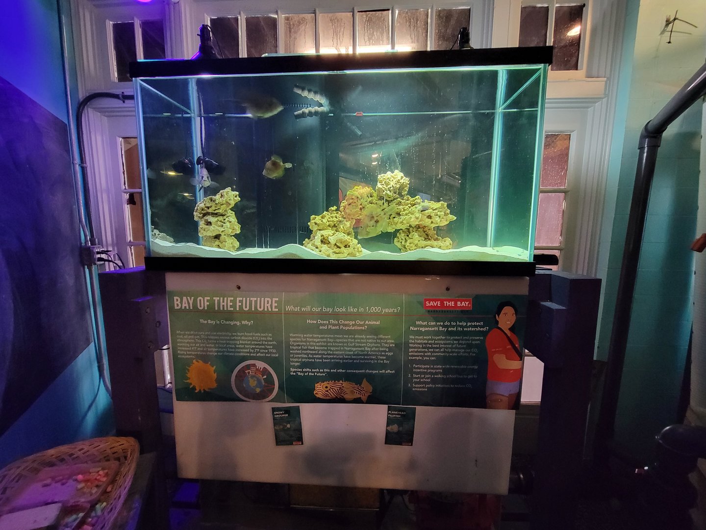 Save the Bay 7/22 - Snowy grouper Hyporthodus niveatus, planehead filefish Stephanolepis hispidus