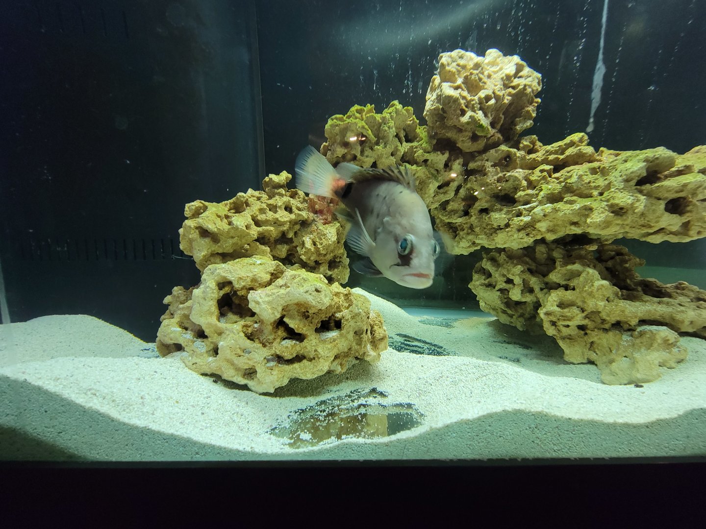 Save the Bay 7/22 - Snowy grouper, Hyporthodus niveatus