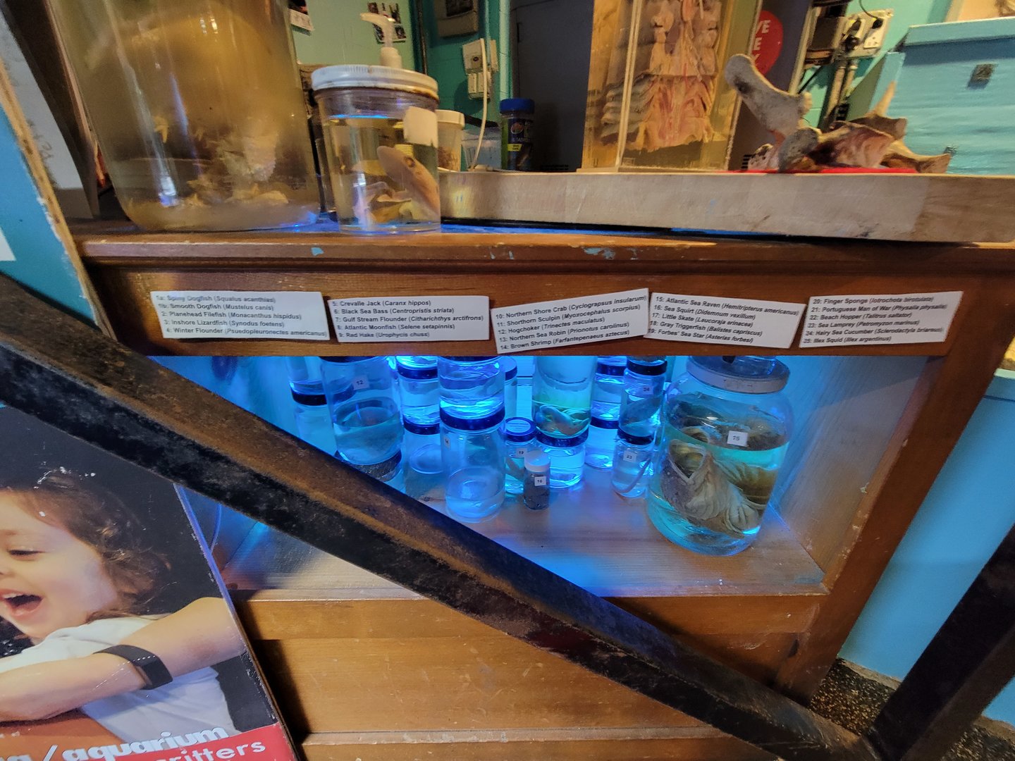 Save the Bay 7/22 - specimens