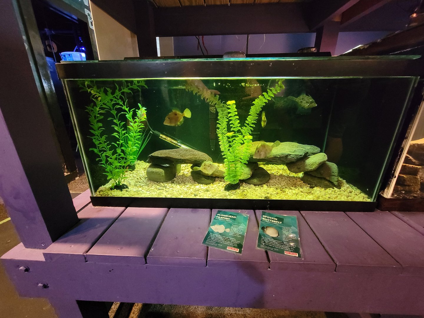 Save the Bay 7/22 - Spotfin butterflyfish Chaetodon ocellatus, planehead filefish Stephanolepis hispidus