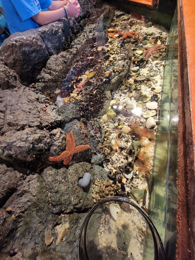 Save the Bay 7/22 - Touch tank