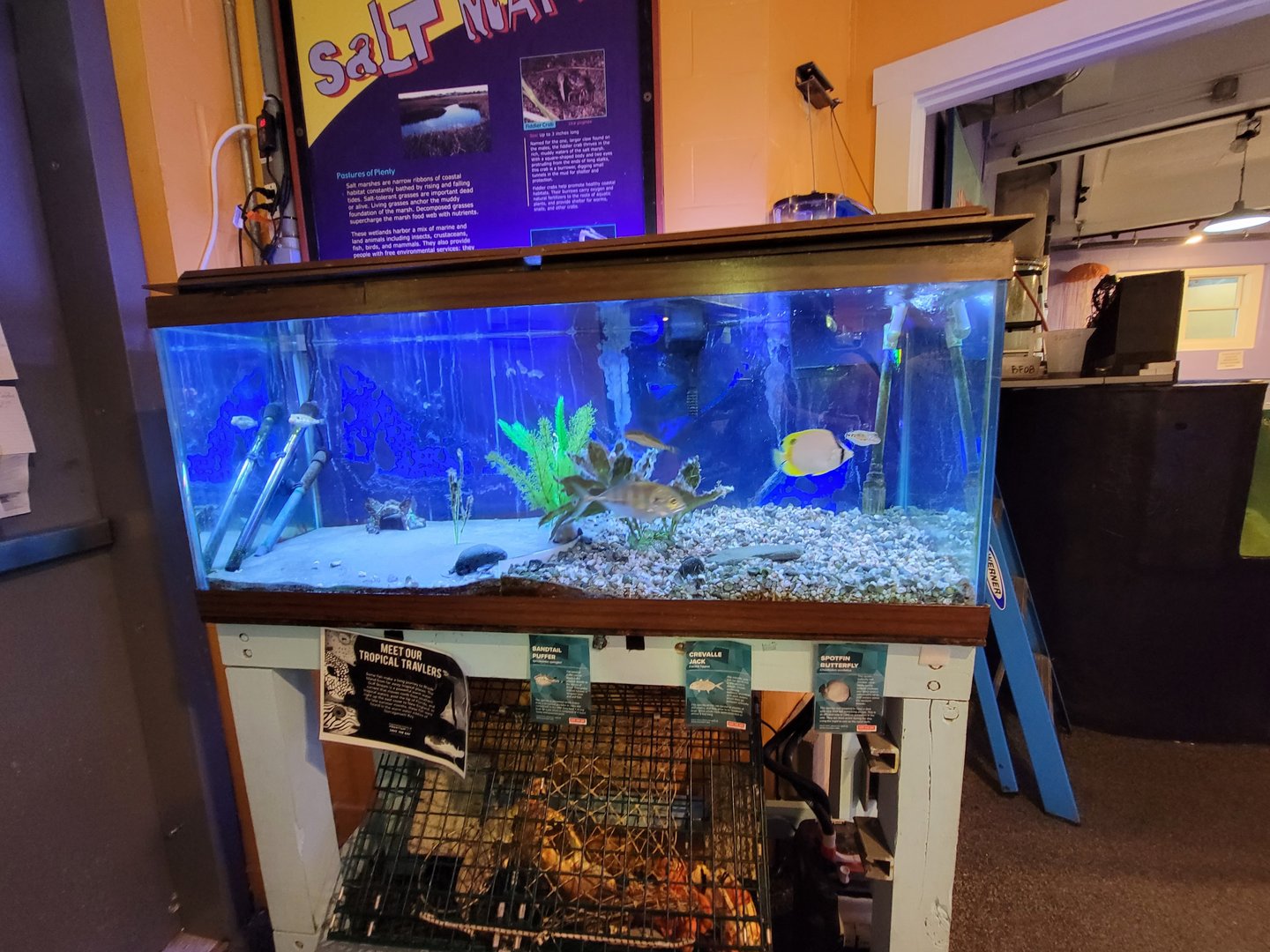 Save the Bay 7/22 - Tropical tank