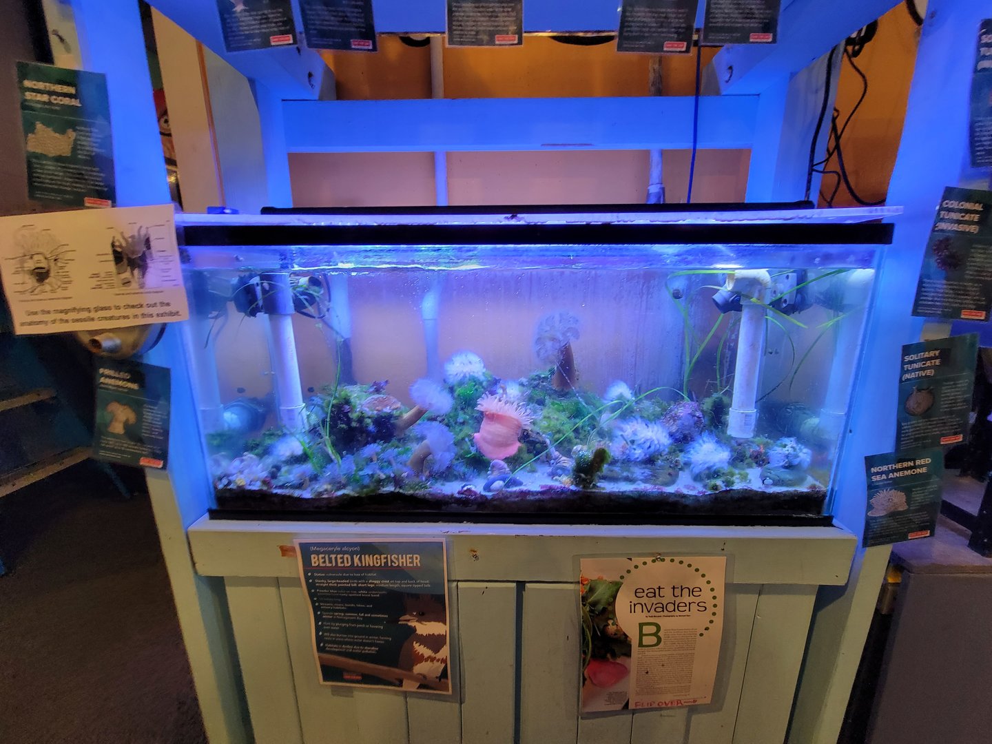 Save the Bay 7/22 - Tunicate and coral tank