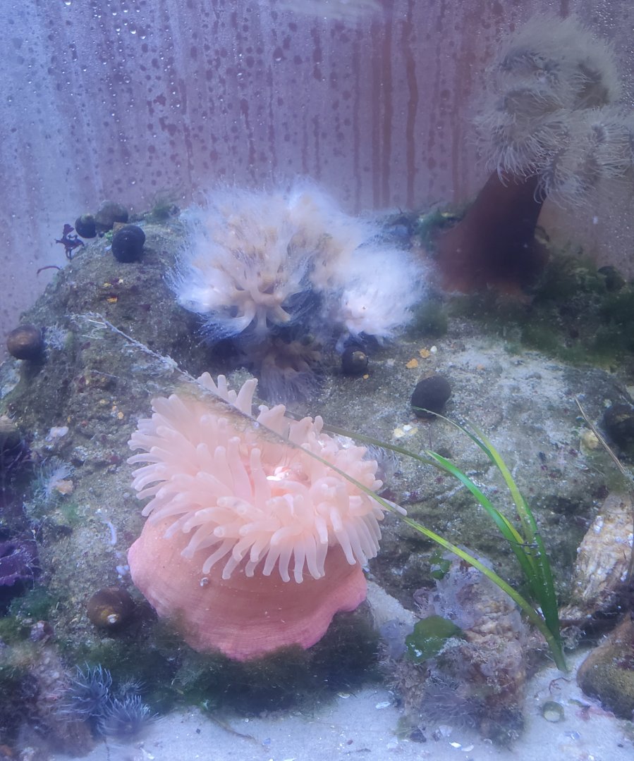 Save The Bay Aquarium (2022) - Anemones