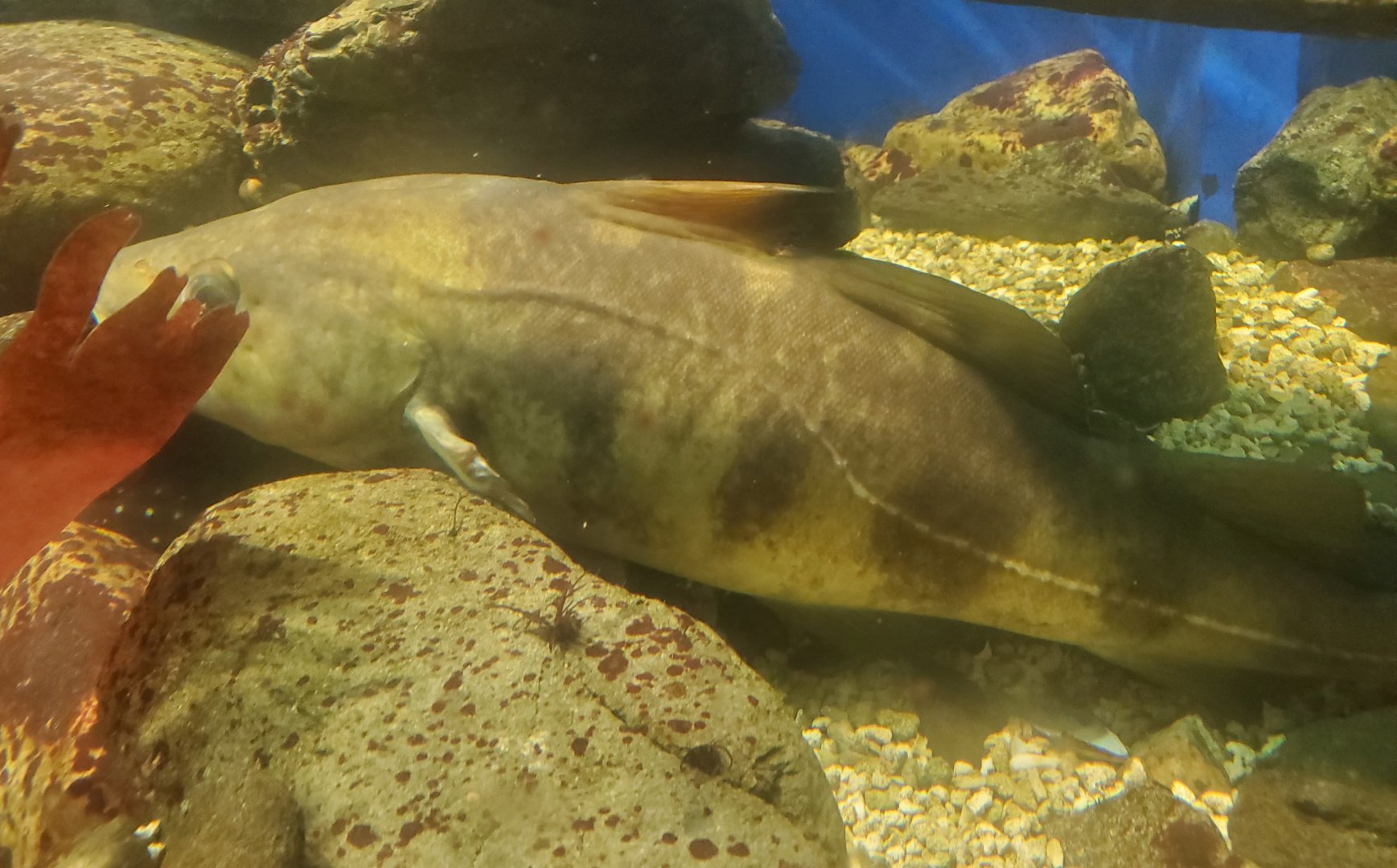 Save The Bay Aquarium (2022) - Atlantic Cod